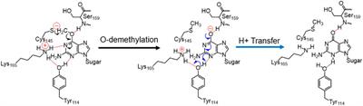 Unraveling key interactions and the mechanism of demethylation during hAGT-mediated DNA repair via simulations